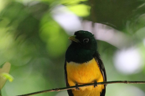 Uvita: Corcovado Rainforest & Wildlife Adventure