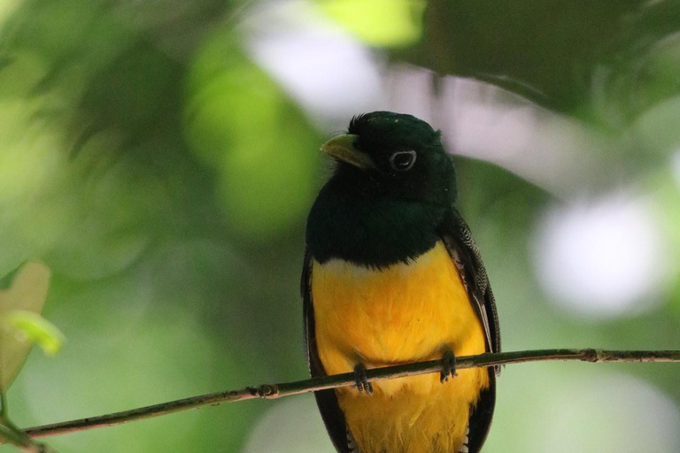 Uvita: Corcovado Rainforest & Wildlife Adventure