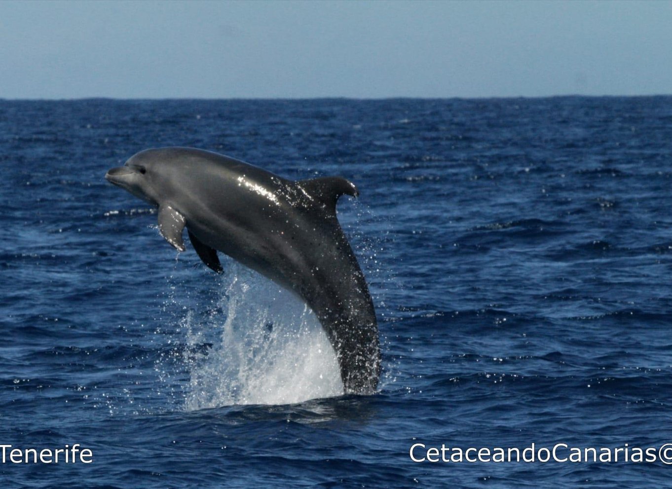 Puerto Colon: Speedbådscruise med delfin- og hvalsafari
