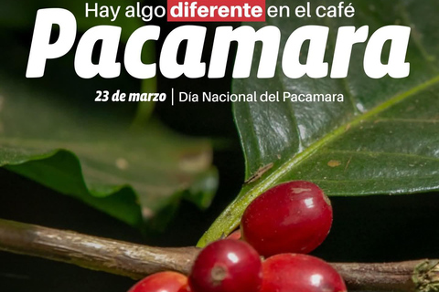 Guatemala City: Volcano-Grown Coffee Tasting Experience