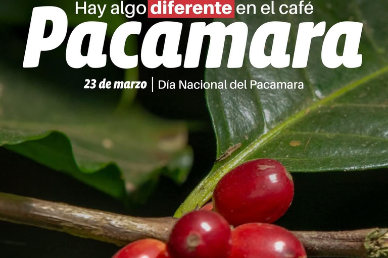 Guatemala City: Volcano-Grown Coffee Tasting Experience