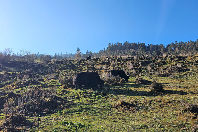 Kathmandu: 2-Day Hidden Trek to Tangu with Mountain Views