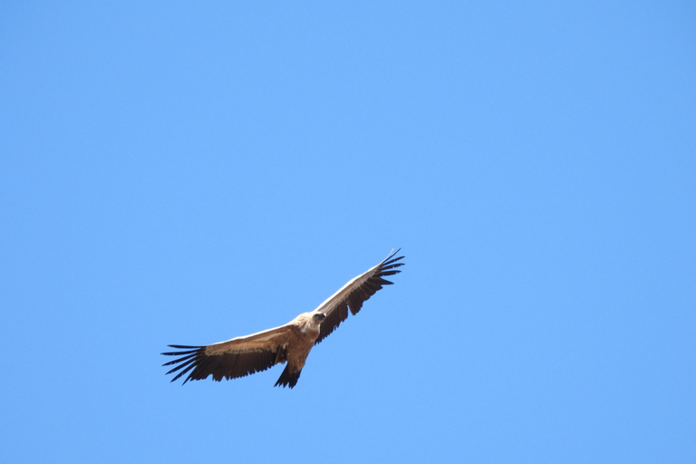 Sofia: Vulture Conservation & Release Experience