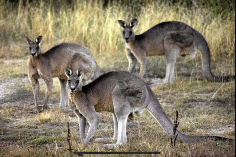 Melbourne: Yarra Valley-wijnchocolaatjes en kangoeroes van een halve dagMelbourne: Yarra Valley halve dag wijnchocolaatjes en kangoeroes