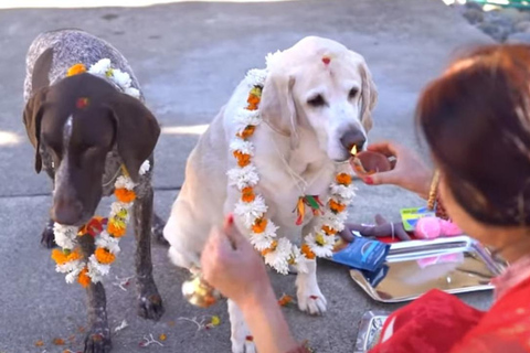 Kathmandu: Kukur Tihar Festival Tour with Local Family