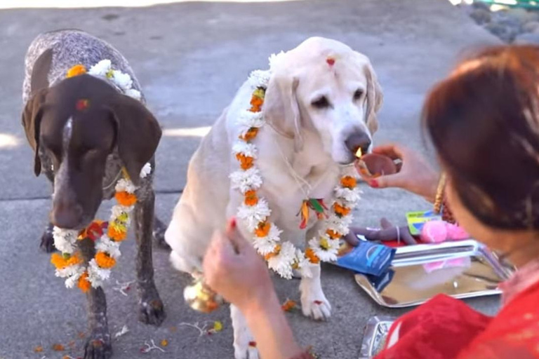 Kathmandu: Kukur Tihar Festival Tour with Local Family