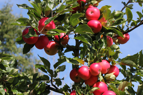 Bergen: Hardangerfjord cider tasting & waterfall Tour