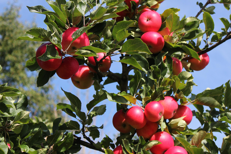 Bergen: Hardangerfjord cider tasting & waterfall Tour