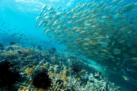 Exklusive Gili Nanggu, Sudak und Kedis Tour mit GoProPrivate Kleingruppen