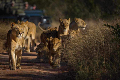 Arusha : 3 jours à Manyara, Serengeti et NgorongoroTanzanie : 3 jours à Manyara, Serengeti et Ngorongoro