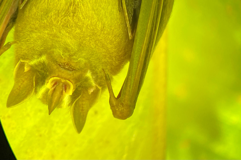 Manuel Antonio Park: Guidad vandring med en naturforskarePrivat rundtur