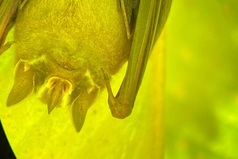 Manuel Antonio Park: Guided Walking Tour with a NaturalistSmall Group Tour