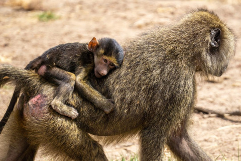 2-DNIOWE SAFARI LOTNICZE Z ZANZIBARU DO NYERERE