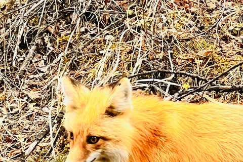 Calgary: Banff,Moraine,Emerald Lake and Canyon Day Trip