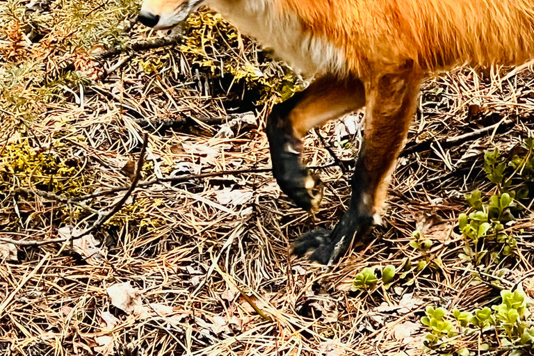 Calgary: Banff,Moraine,Emerald Lake and Canyon Day Trip