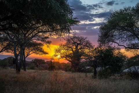 1 journée de safari dans le parc national du Tarangire - Arusha