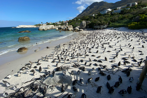 Cape Town: Full-Day Cape of Good Hope and Boulders Tour