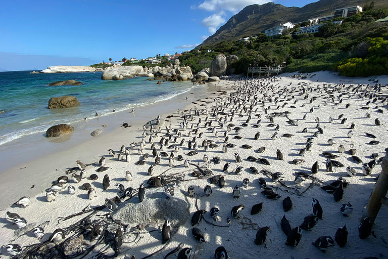 Cape Town: Full-Day Cape of Good Hope and Boulders Tour