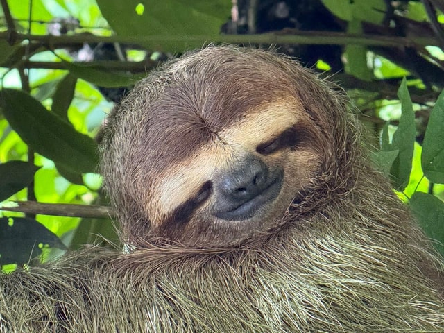 Manuel Antonio National Park: rondleiding & strandtijd