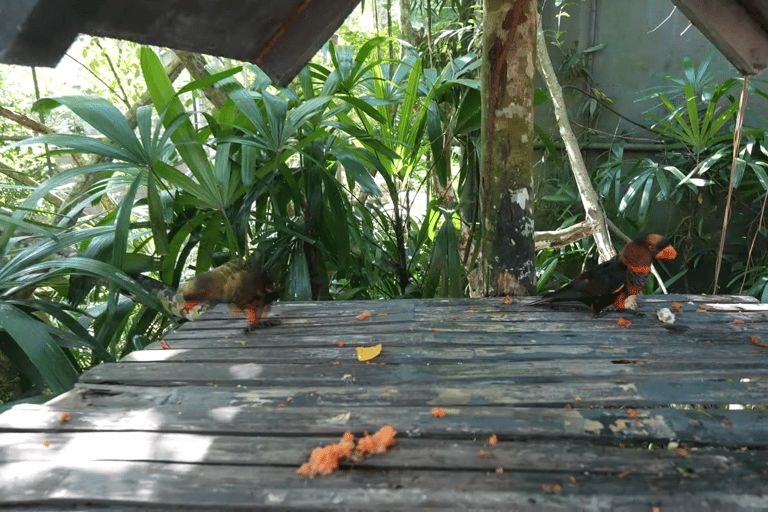 Cebu Safari: Experience Wildlife Up Close