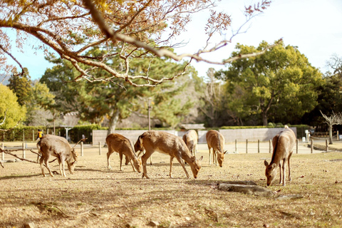 Z Osaki: świątynie Kioto i Park Jeleni w Nara – wycieczka w małej grupieŚwiątynie Kioto i Park Jeleni w Nara – wycieczka w małej grupie z Osaki