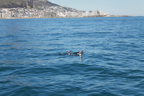 Kaapstad: safari op zee vanuit V&amp;A Waterfront