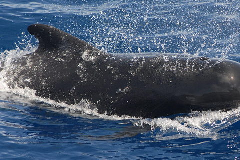Boat Trip: Dolphin & Whale Watching Sailing Tour 11 Pax Max Boat Trip: Dolphin & Whale Watching Sailing Tour 11 Pax Max