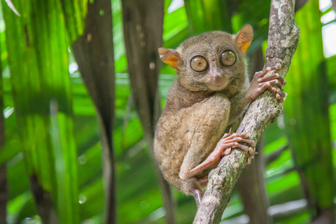 Från Cebu: Dagsutflykt till Bohol Highlights