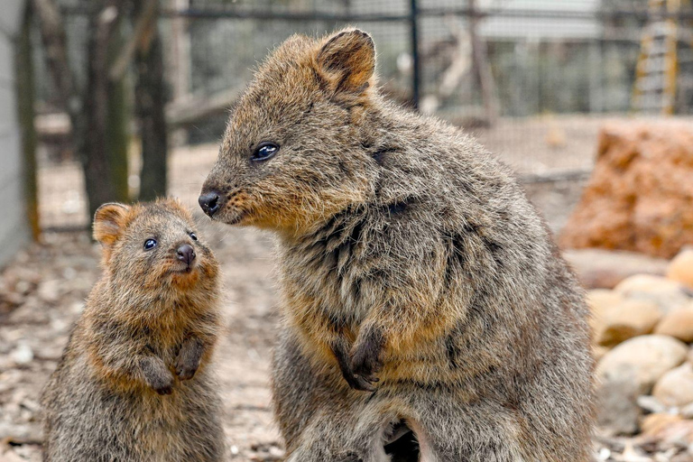 Sydney: Featherdale Wildlife Park Private Tour