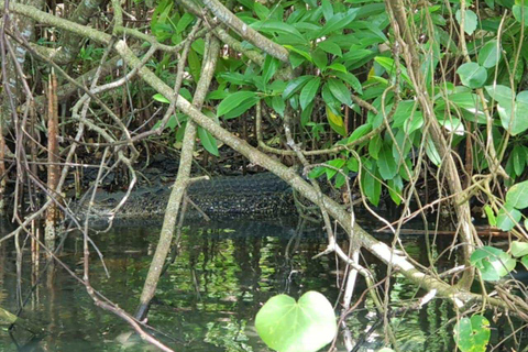 Galle: Koggala River Boat Safari with Monkeys Birds & Nature