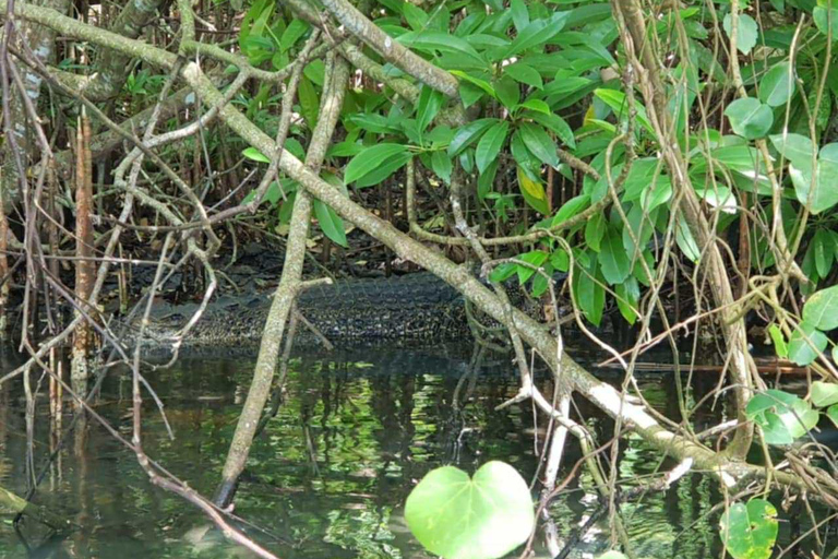 Galle: Koggala River Boat Safari with Monkeys Birds & Nature