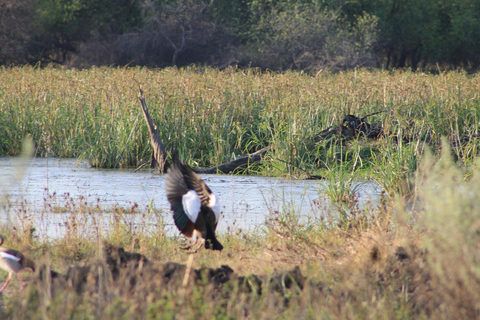 Gaborone: City Tour with Game Drive and Tswana Cuisine