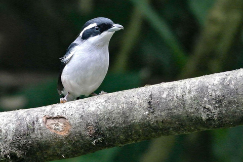 Langkawi: Półdniowa wycieczka Birdwatching Tour