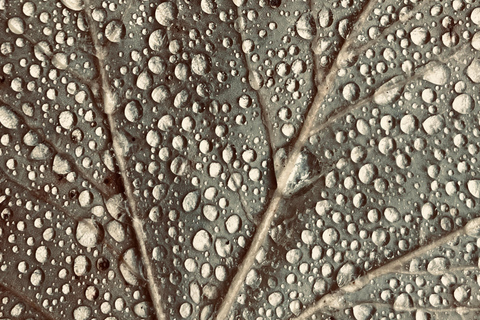 Wilde Schöhnheit - Ein Fotospaziergang durch die grünen Oasen in Weimar