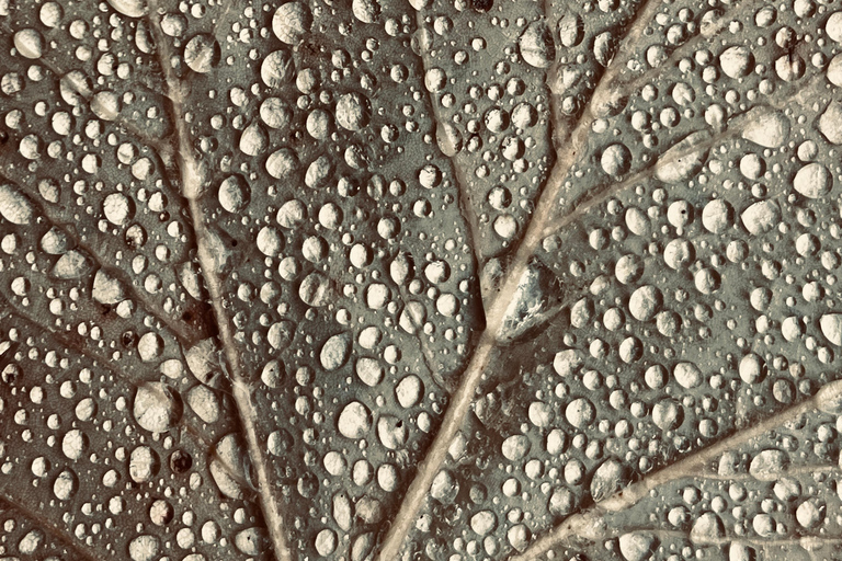 Wilde Schöhnheit - Ein Fotospaziergang durch die grünen Oasen in Weimar