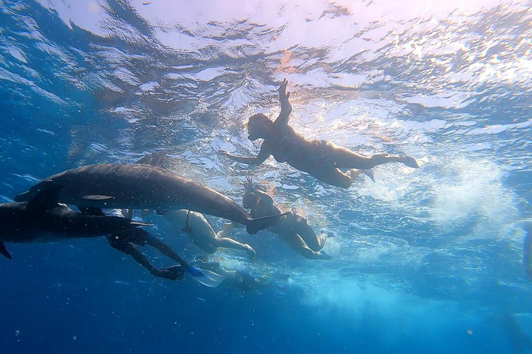 From Sharm: Luxury Diving cruise to Ras Mohammed with Lunch 1 professional dive with pickup and lunch