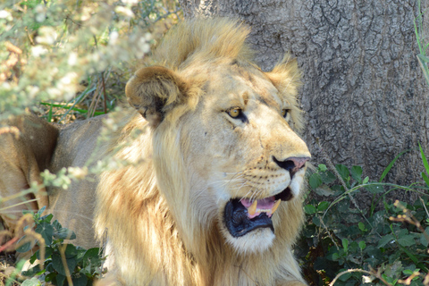 Die besten 3-Tage-Safari-Pakete für Tansania