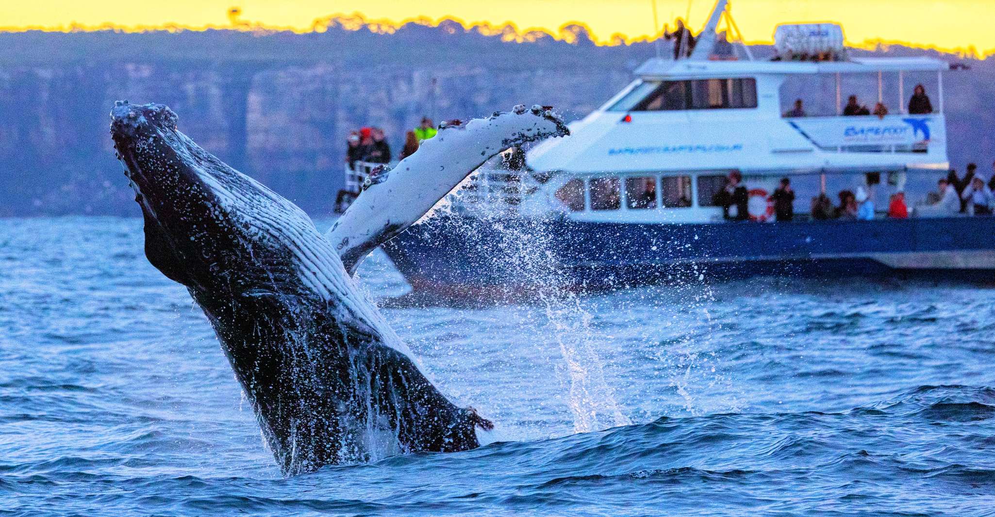 Sydney Whale Watching Cruise in Sydney, Australia