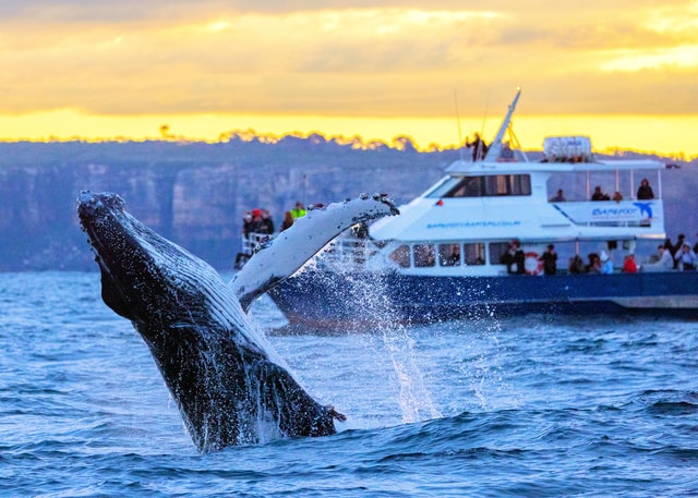 Sydney: Scenic Whale Watching Cruise - Whales Guaranteed