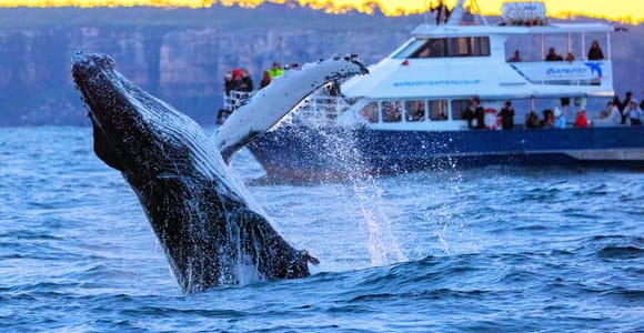 Sydney: Scenic Whale Watching Cruise - Whales Guaranteed