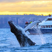 Sydney: Scenic Whale Watching Cruise - Whales Guaranteed