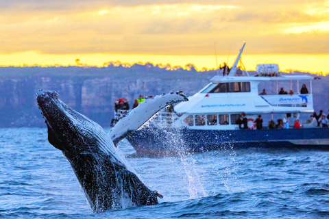 Sydney: Malerische Whale-Watching-Bootsfahrt – Wale garantiertSydney: Malerische Whale-Watching-Bootsfahrt