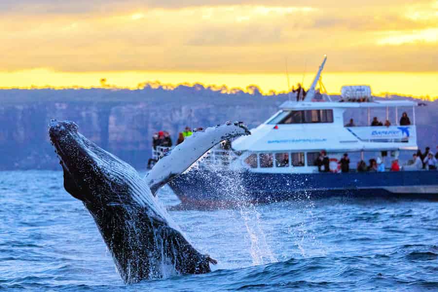 Sydney: Malerische Whale-Watching-Bootsfahrt – Wale garantiert. Foto: GetYourGuide Sydney: Malerische Whale-Watching-Bootsfahrt – Wale garantiert. Foto: GetYourGuide