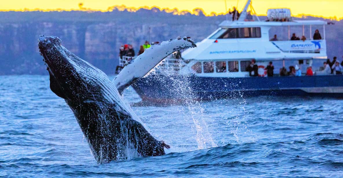 Scenic Whale Watching Cruise - Whales Guaranteed — a boat tour from Sydney, Australia