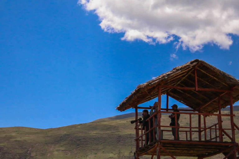 Cusco: Huacarpay Wetlands Birdwatching Tour with Guide