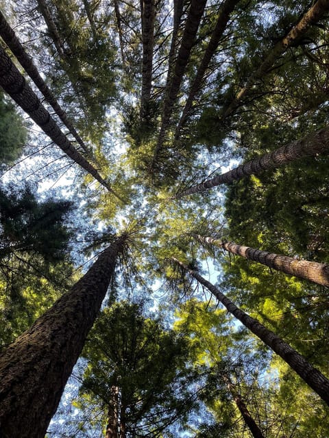 San Francisco: Muir Woods Private Trip image 1