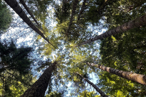 San Francisco: Muir Woods Private Trip