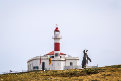 Punta Arenas: Magdalena Island Navigation & Penguin Walk