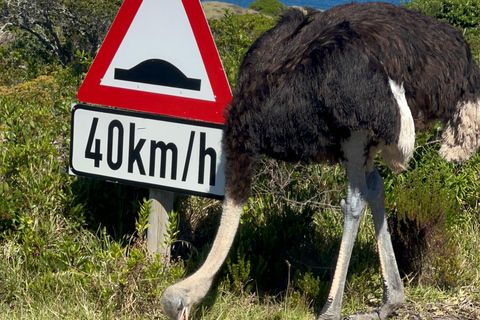 Cape of Good Hope, Chapman's Peak Drive, Penguins , Seals