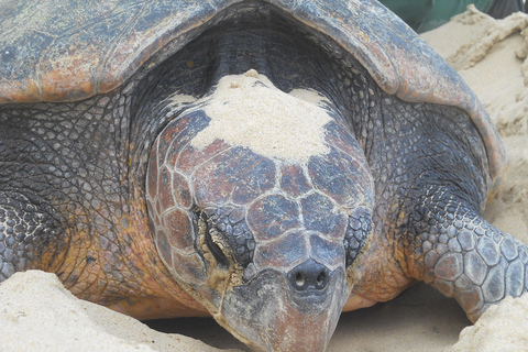 From Maputo: 2-Day Safari & Ocean Hideaway at Maputo Reserve